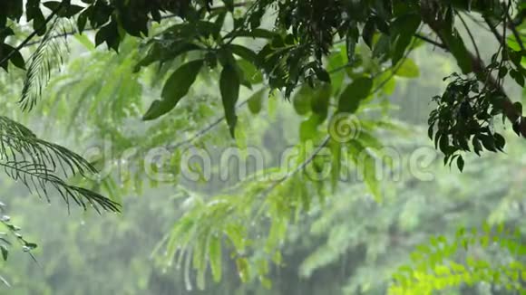 大雨落在花园的树上视频的预览图