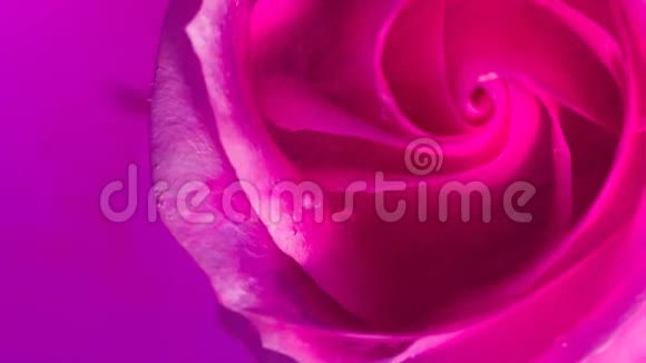 一朵美丽的玫瑰在展开油漆的顶部特写视频的预览图