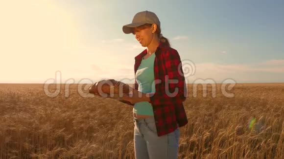 农家女孩在麦田里用一块石板工作计划种一种粮食女农艺师用药片研究小麦视频的预览图