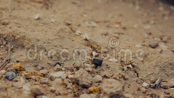 一群黑蚂蚁在泥土上行走的特写镜头视频的预览图