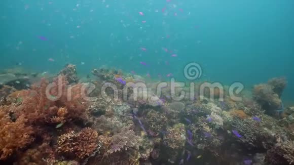 五颜六色的珊瑚和热带鱼珊瑚礁景观背景在深蓝色海洋中与鱼类和海洋生物视频的预览图