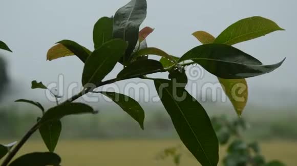 花园里的叶子上下着大雨视频的预览图