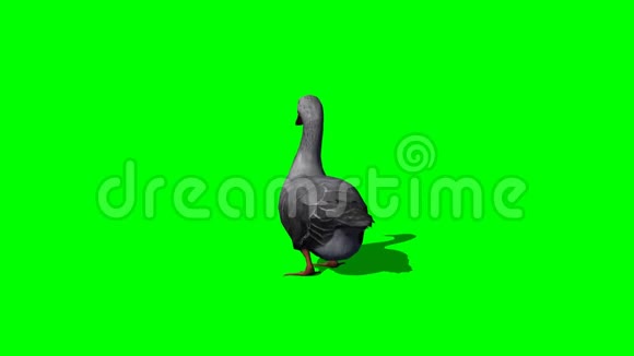 灰鹅走3个绿色屏幕视频的预览图
