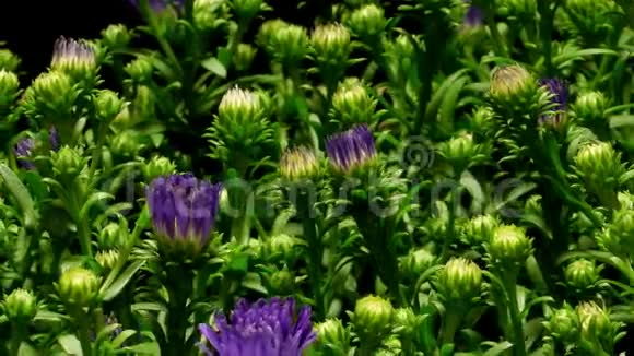 紫菀花时光流逝视频的预览图