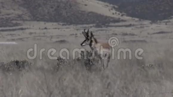 羚羊羚羊跑了视频的预览图