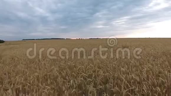 日落时用小麦鸟瞰田野视频的预览图