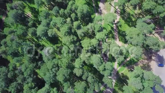从树上俯瞰小径剪辑夏季有高大树木的美丽公园的俯视图视频的预览图