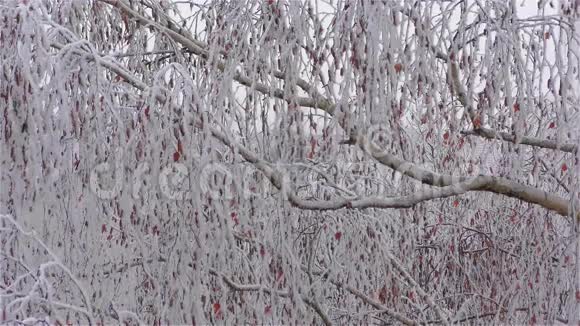 树枝上的冻雾就像冰花视频的预览图