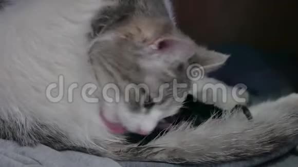 母亲蓬松的猫怀孕分娩和新生的小猫宝宝喝牛奶从他们的妈妈乳房猫出生了视频的预览图