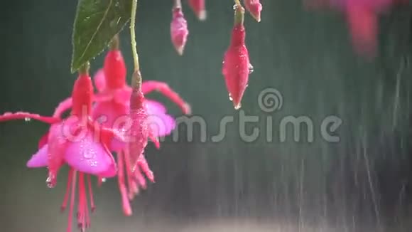 粉红色的紫红色花有水滴视频的预览图