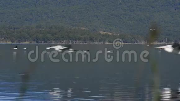 鸟儿飞过莫格拉湖视频的预览图