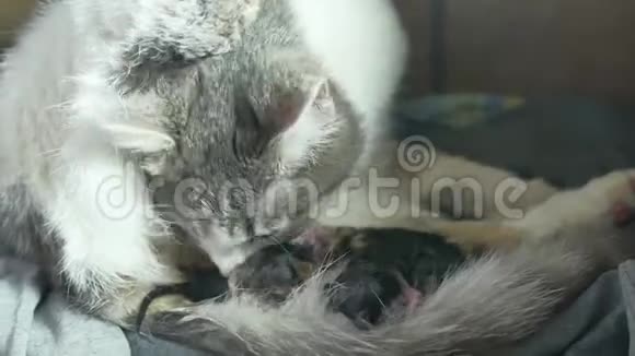 母亲蓬松的猫怀孕分娩和新生的小猫宝宝喝牛奶从他们的妈妈乳房猫的生活方式视频的预览图