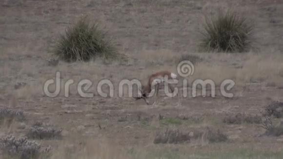 叉角羚羚羚羊喂食视频的预览图