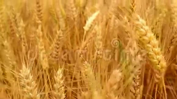 在麦田里在收获季节摄像机穿过金黄熟熟的麦穗视频的预览图