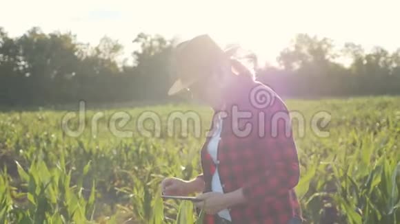 女孩农民带着一块平板电脑来监控收成日落时的玉米地视频的预览图