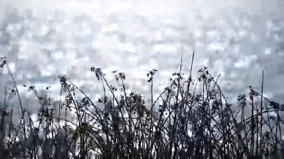 夏季的湖面水上的涟漪视频的预览图