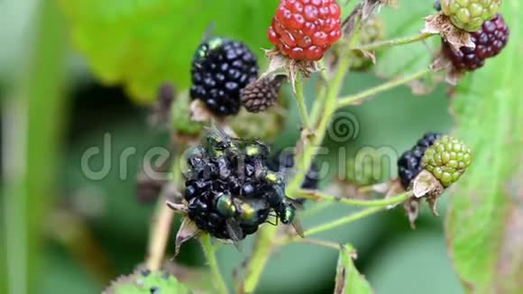 野生黑莓浆果和苍蝇饮料吃果汁视频的预览图