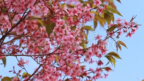 粉红色的樱花林视频的预览图