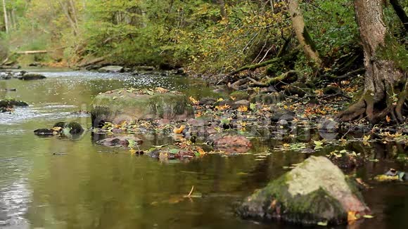 秋天的河流沿着树根的石头流视频的预览图