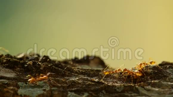 狸蚁在树皮上觅食视频的预览图