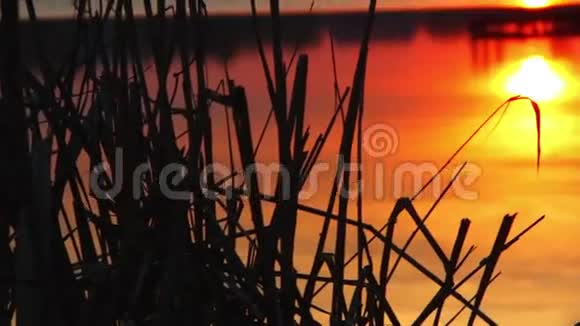 水中夕阳的倒影晚上的风景芦苇剪影迎斜阳夕阳过江边视频的预览图
