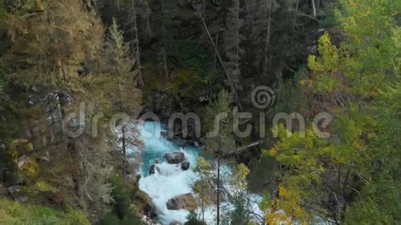 白种人保护区针叶秋林中一条干净的暴风雨山河的鸟瞰图概念视频的预览图