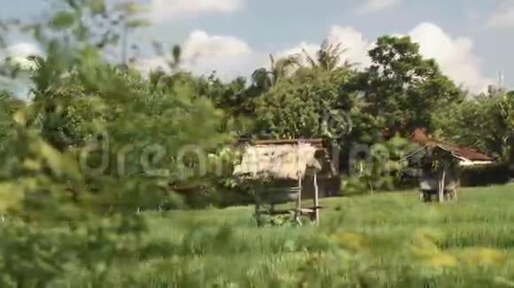 巴厘岛稻田与房屋和树木接壤视频的预览图