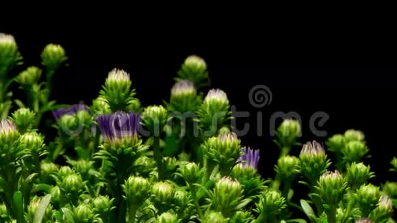 紫菀花时光流逝视频的预览图