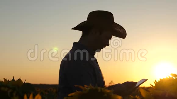 商人用平板电脑用向日葵检查他的田地农业商业的概念农夫走在视频的预览图