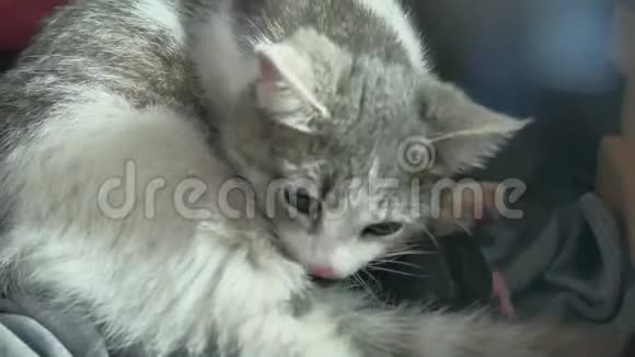 母亲蓬松的猫怀孕分娩和生活方式新生儿小猫喝牛奶从他们的母亲乳房猫视频的预览图