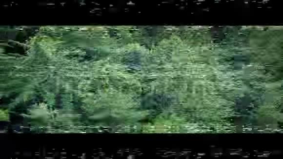 无人机飞过树梢视频的预览图