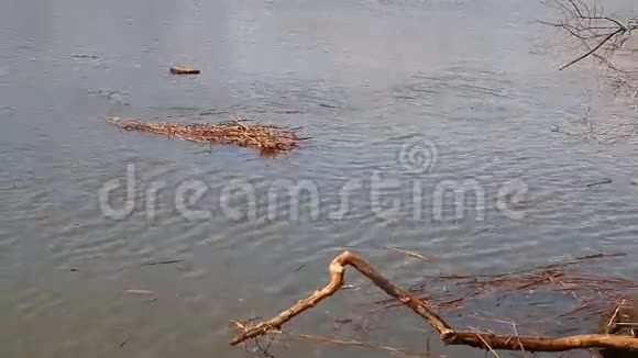 涨潮时水淹沼泽高动态范围成像视频的预览图