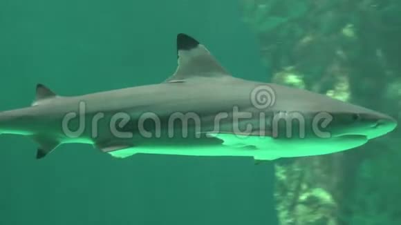 鲨鱼海洋生物和捕食动物视频的预览图