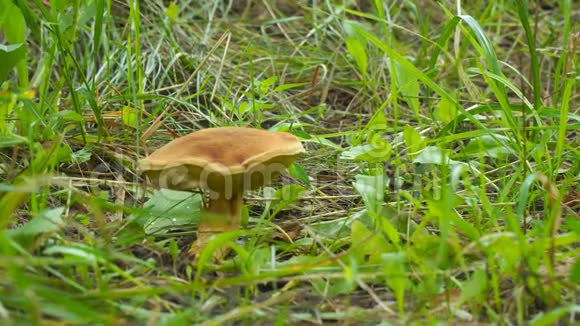 草丛中的褐蘑菇视频的预览图