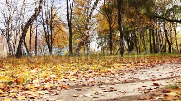 秋天公园的女孩和小猎犬在散步视频的预览图