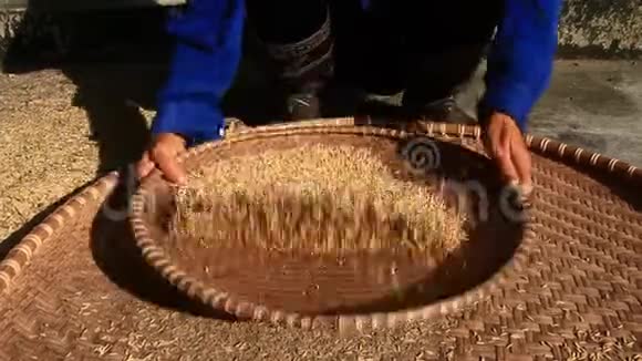 农民们用篮子把粮食清洗干净视频的预览图