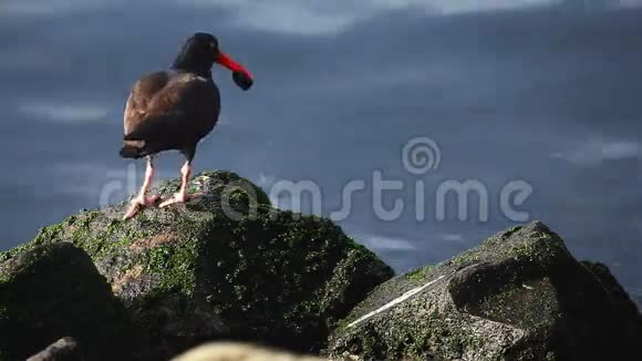 太平洋岩石上的黑捕手视频的预览图