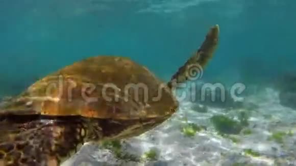 海龟在加拉帕戈斯的礁石上游泳视频的预览图