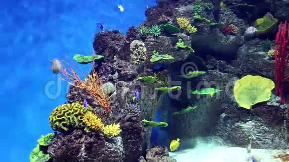 鱼缸里有五颜六色的鱼活珊瑚视频的预览图
