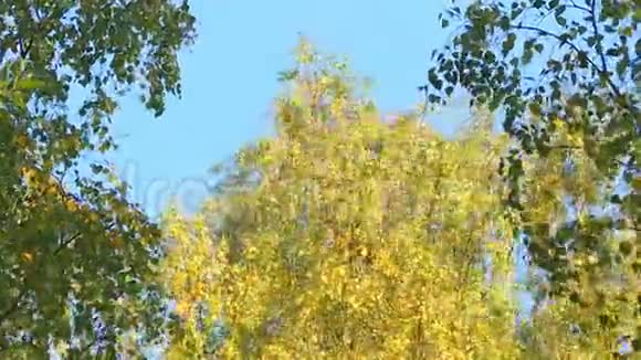 针叶树和落叶树视频的预览图