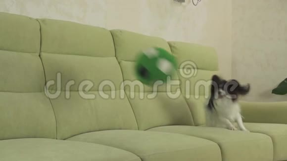 幼犬繁殖帕皮隆大陆玩具猎犬接住大球并播放慢镜头录像视频的预览图