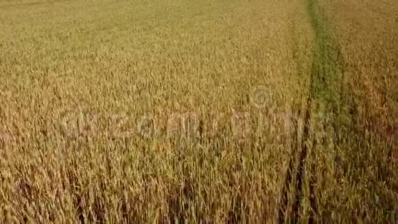 大麦地和晴天美丽的自然景观阳光照耀下的乡村风光视频的预览图