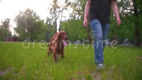 在公园里和他的爱尔兰狗一起散步的人视频的预览图