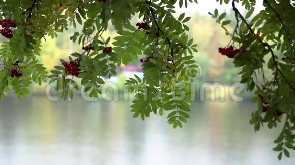 罗文和河流在秋雨下的城市景观视频的预览图