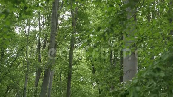 森林树木大自然绿色木材阳光背景视频的预览图