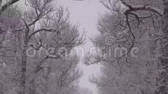 冬天的路上有光秃秃的树和晨雾的小巷视频的预览图