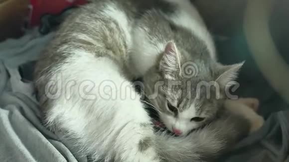 母亲绒毛猫怀孕分娩和新生婴儿小猫喝生活方式牛奶从他们的母亲乳房猫视频的预览图