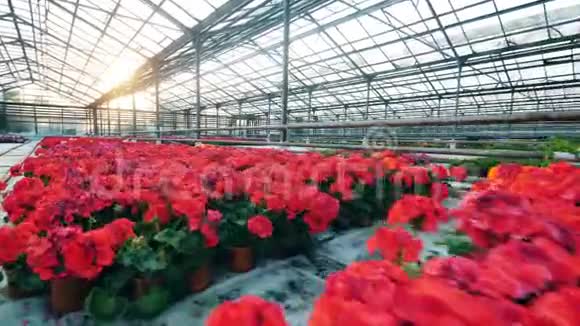 生长在温室里的红花视频的预览图