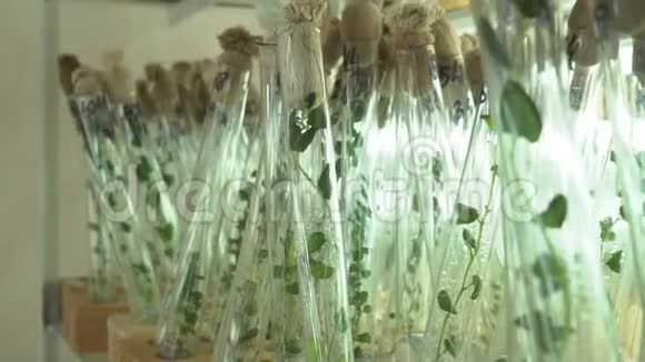 玻璃试管中泻叶苗视频的预览图