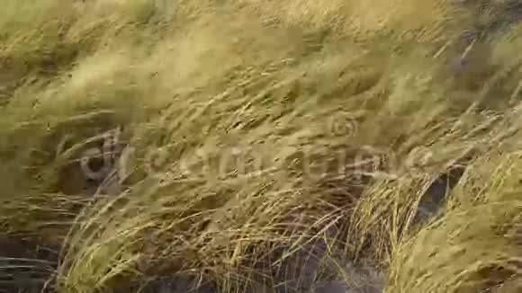 沙滩上暴风雨时的黄草视频的预览图